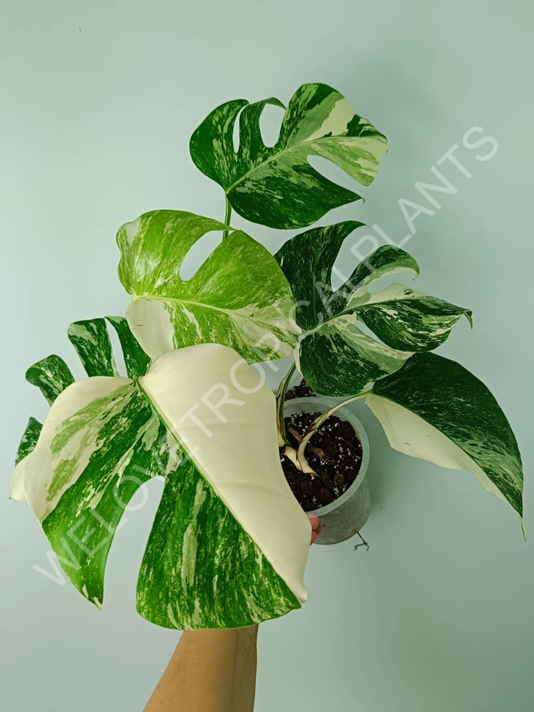 Monstera variegata albo 