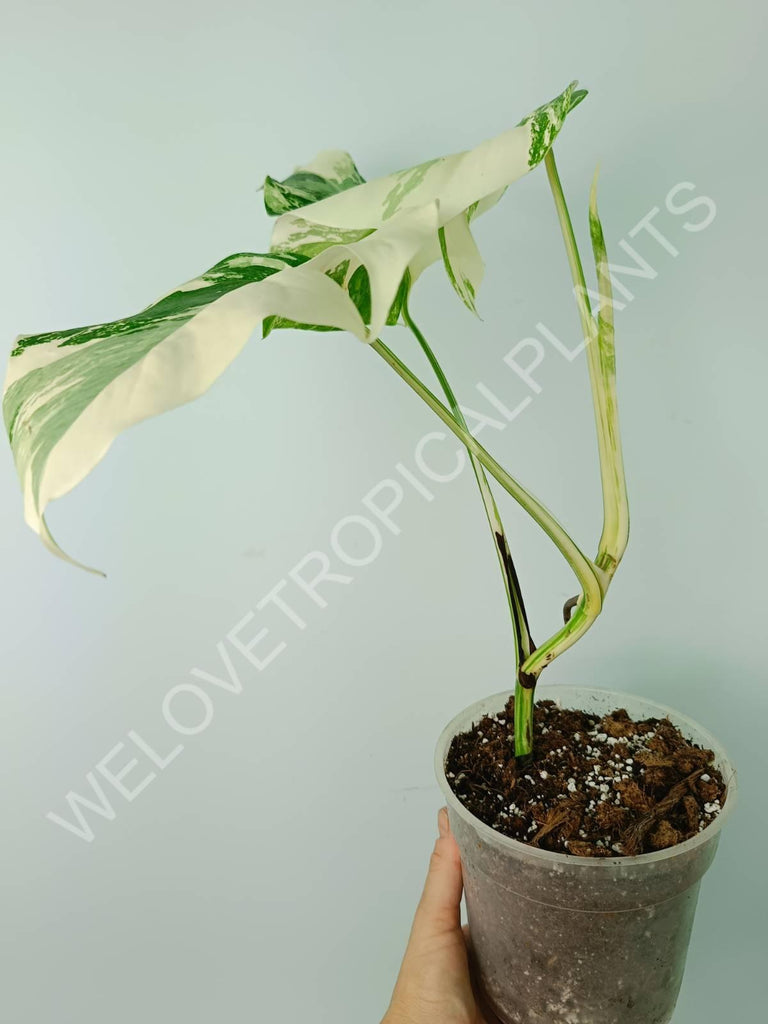 Monstera variegata albo extra white