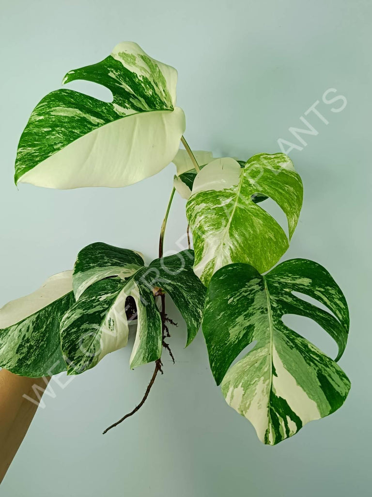 Monstera variegata albo 