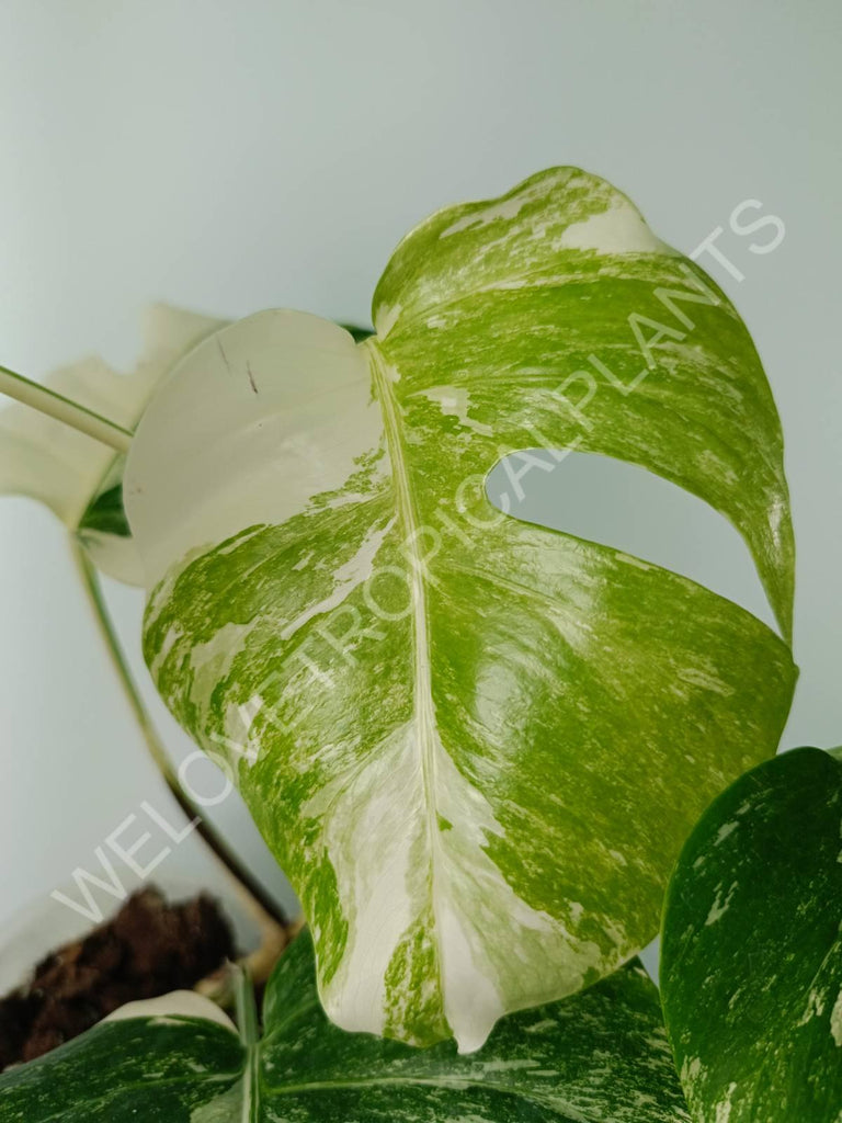 Monstera variegata albo 