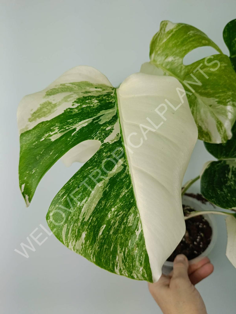 Monstera variegata albo 