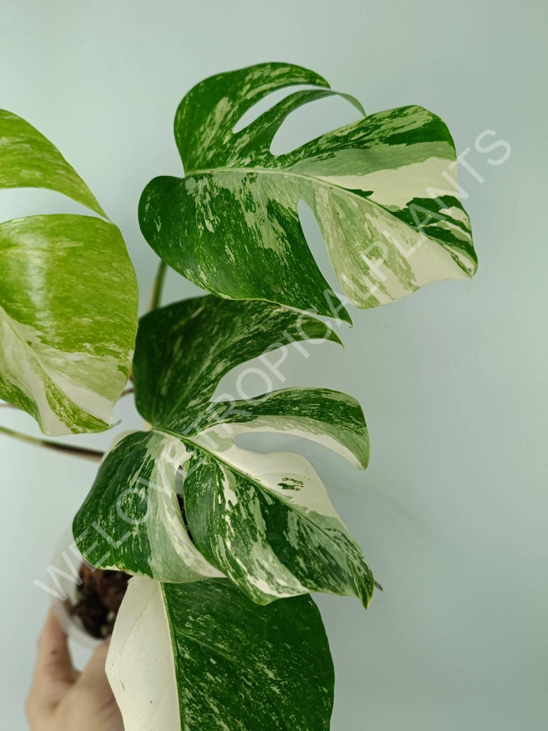 Monstera variegata albo 