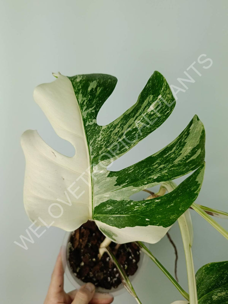 Monstera variegata albo 