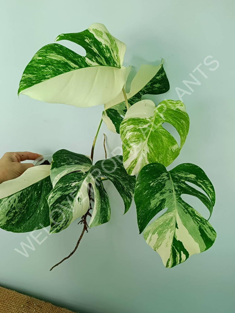 Monstera variegata albo 