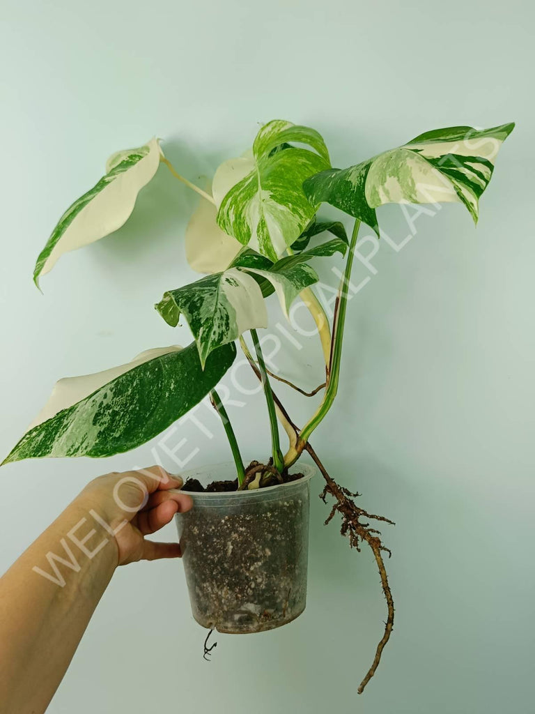 Monstera variegata albo 