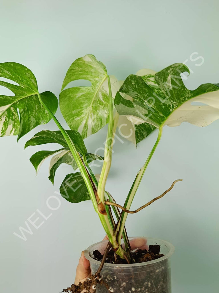 Monstera variegata albo 