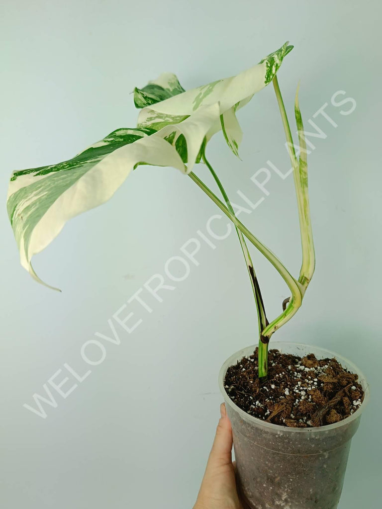 Monstera variegata albo extra white