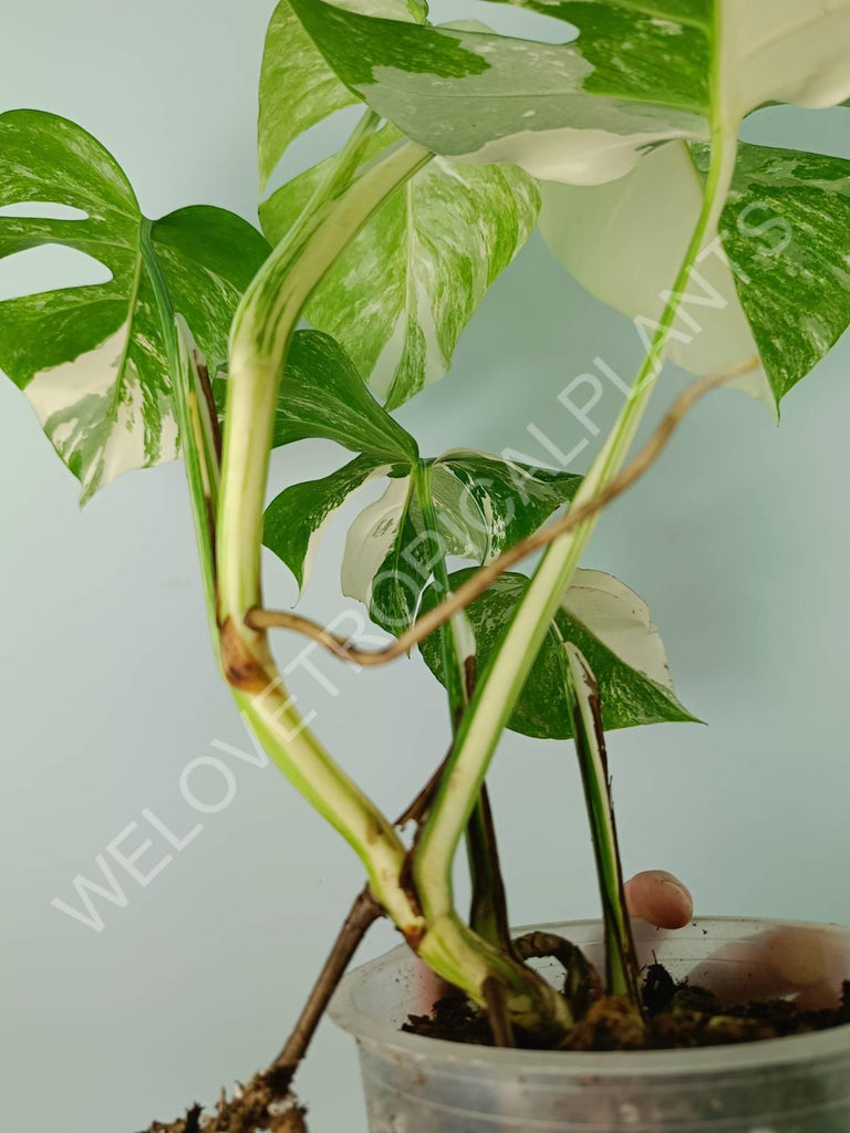 Monstera variegata albo 