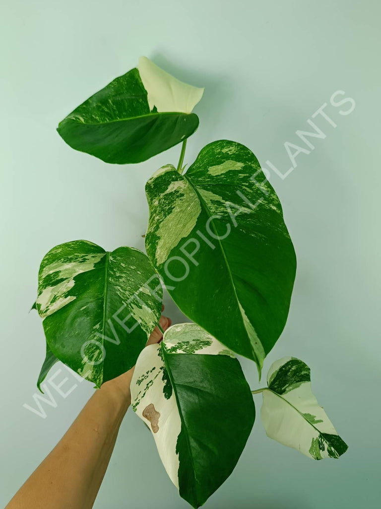 Monstera variegata albo 