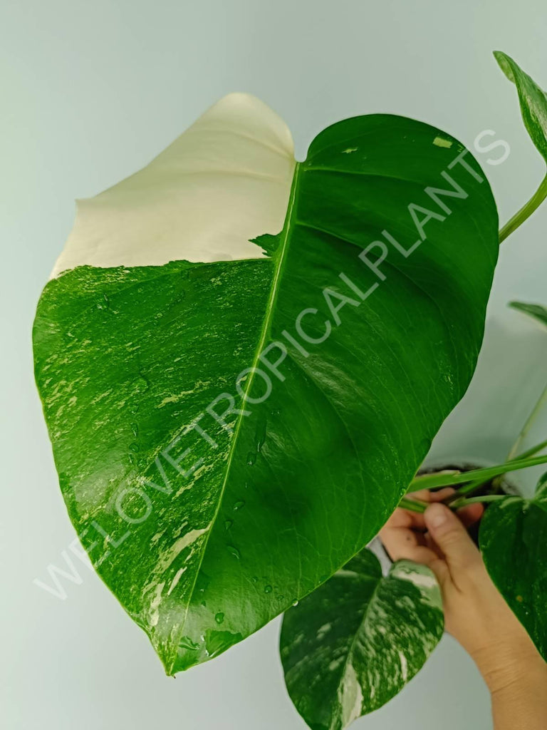 Monstera variegata albo 