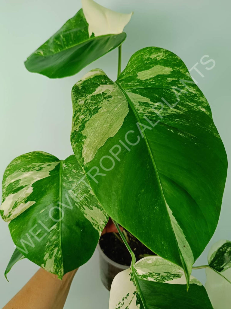 Monstera variegata albo 