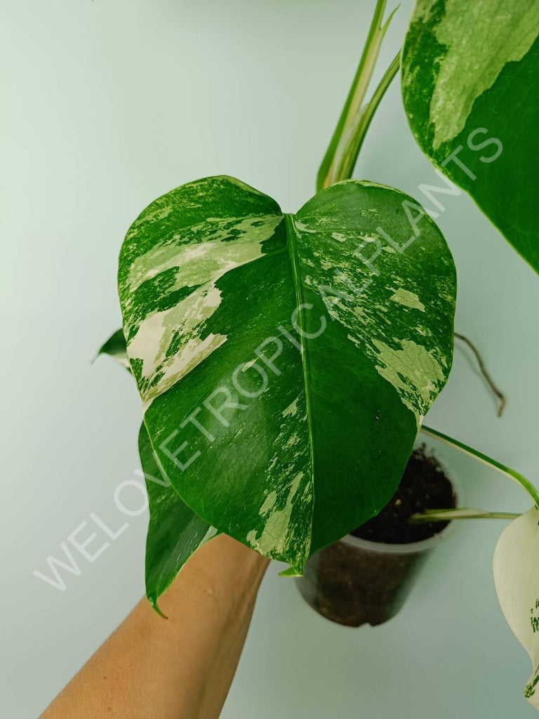 Monstera variegata albo 