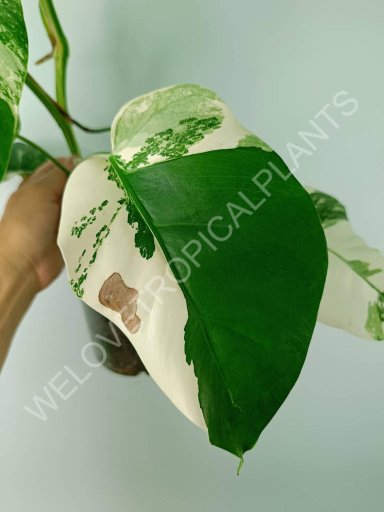 Monstera variegata albo 