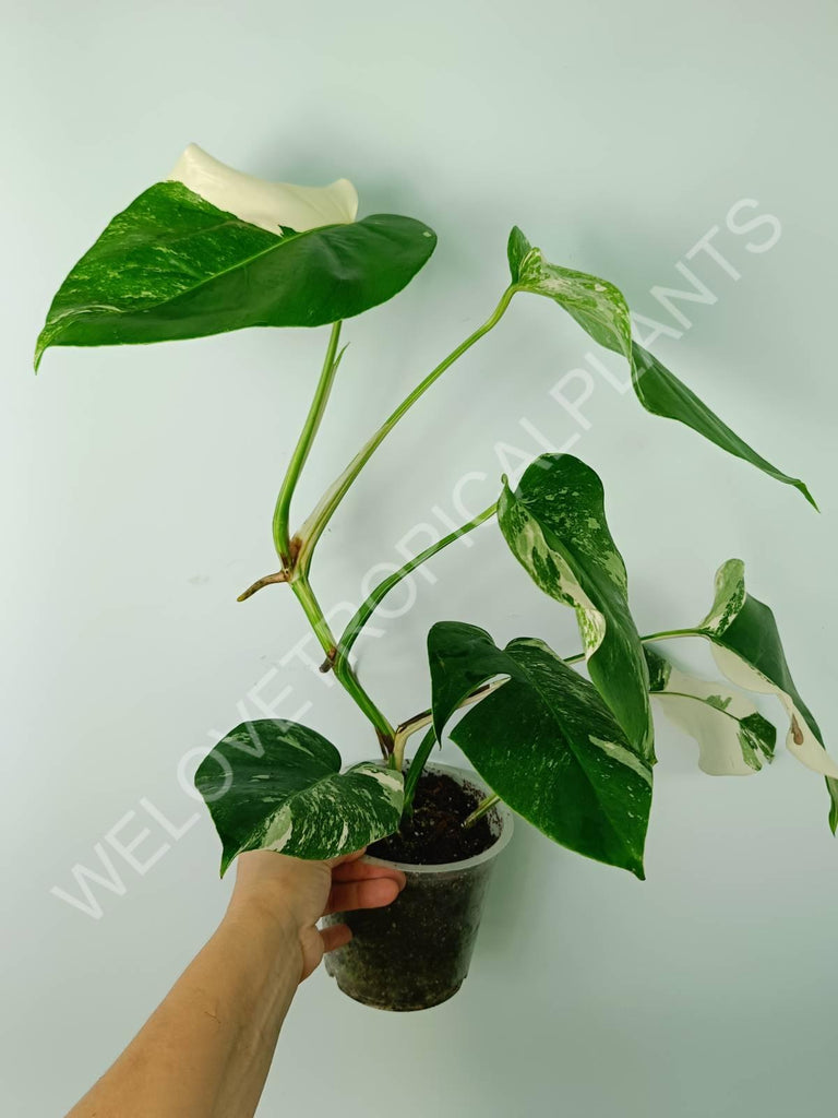 Monstera variegata albo 