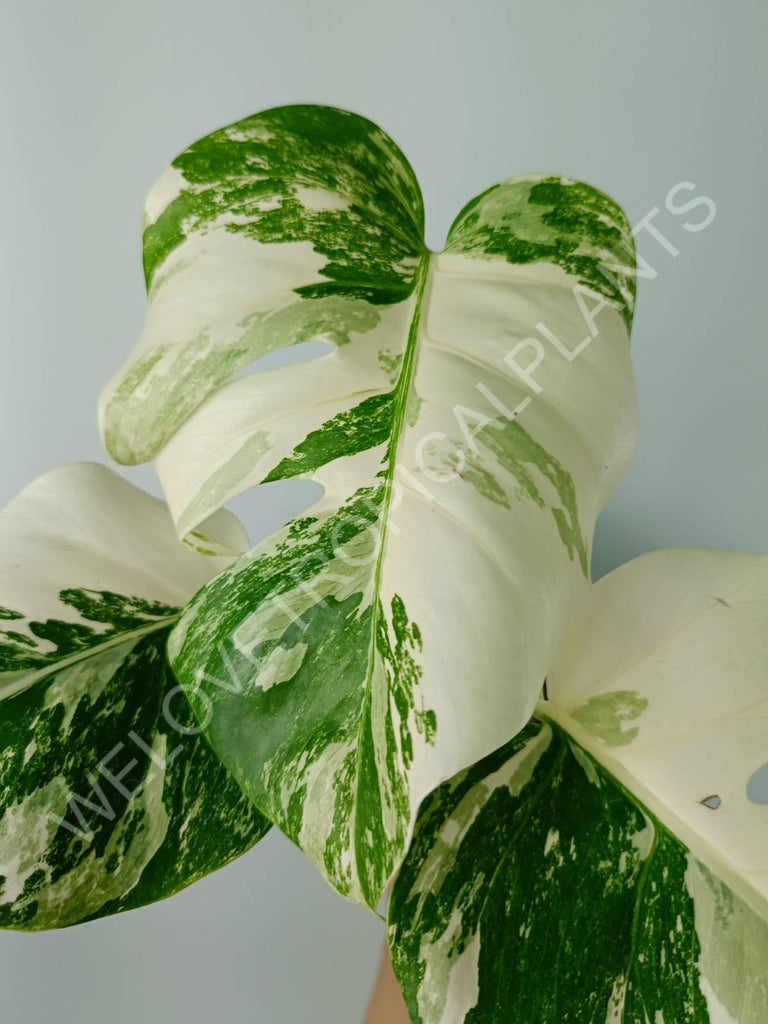 Monstera variegata albo extra white