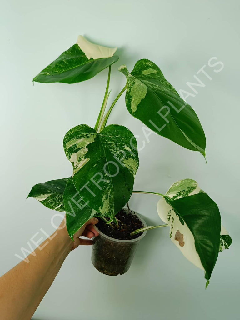 Monstera variegata albo 