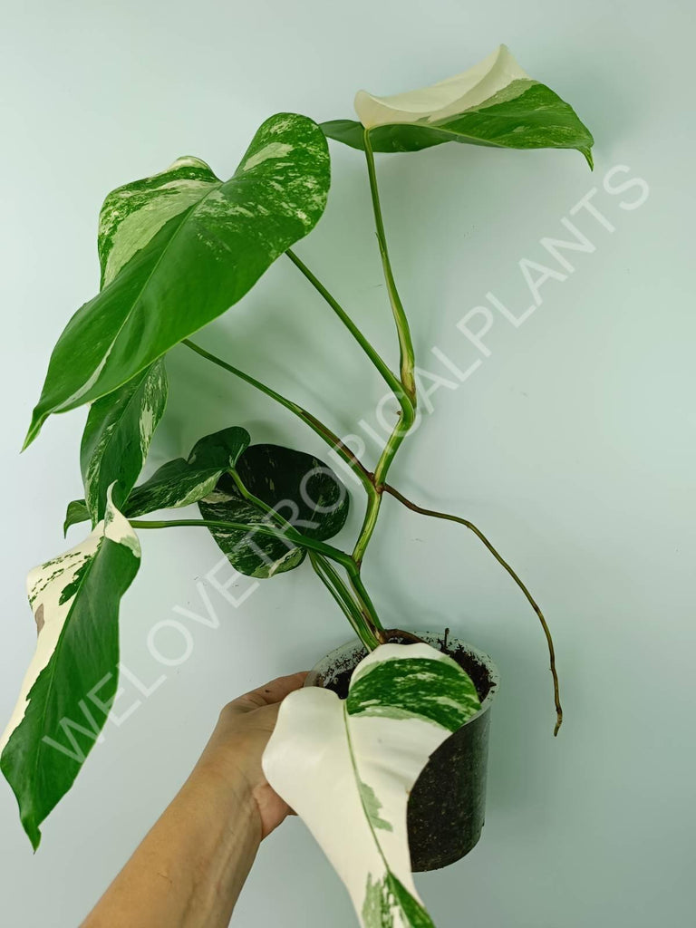 Monstera variegata albo 