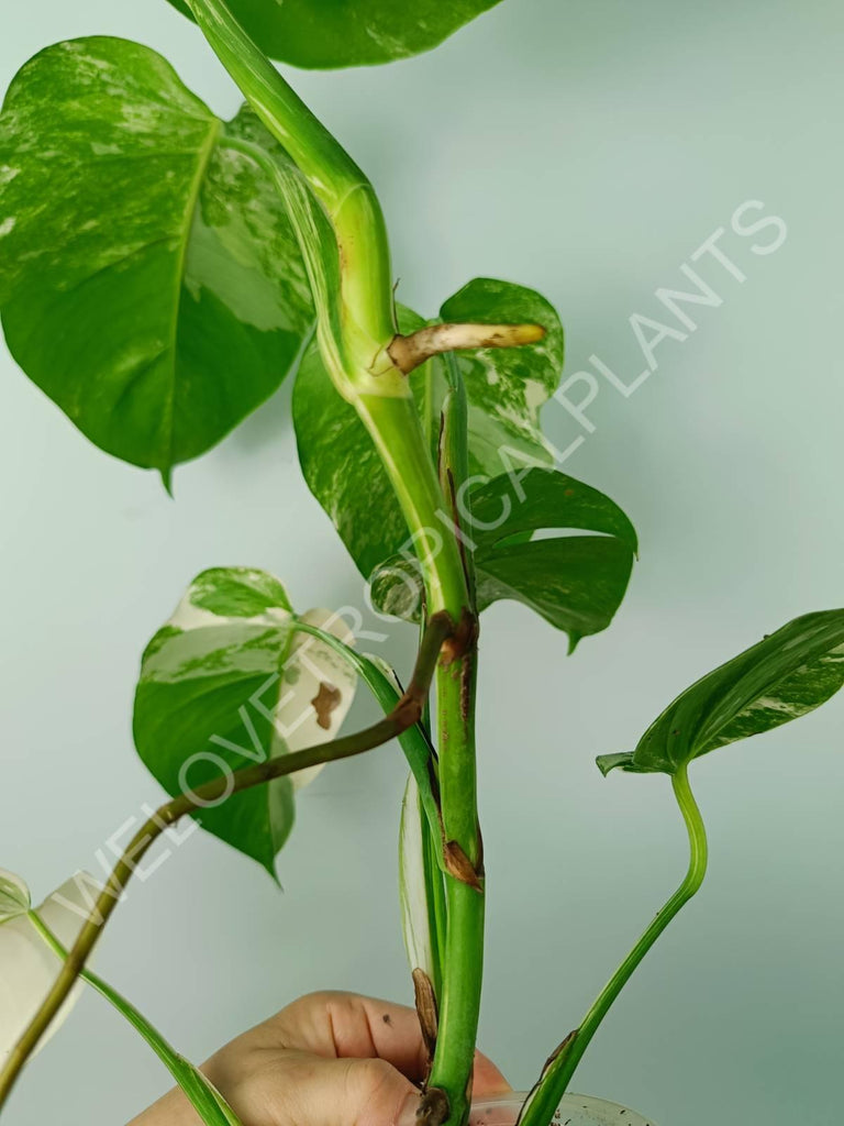 Monstera variegata albo 