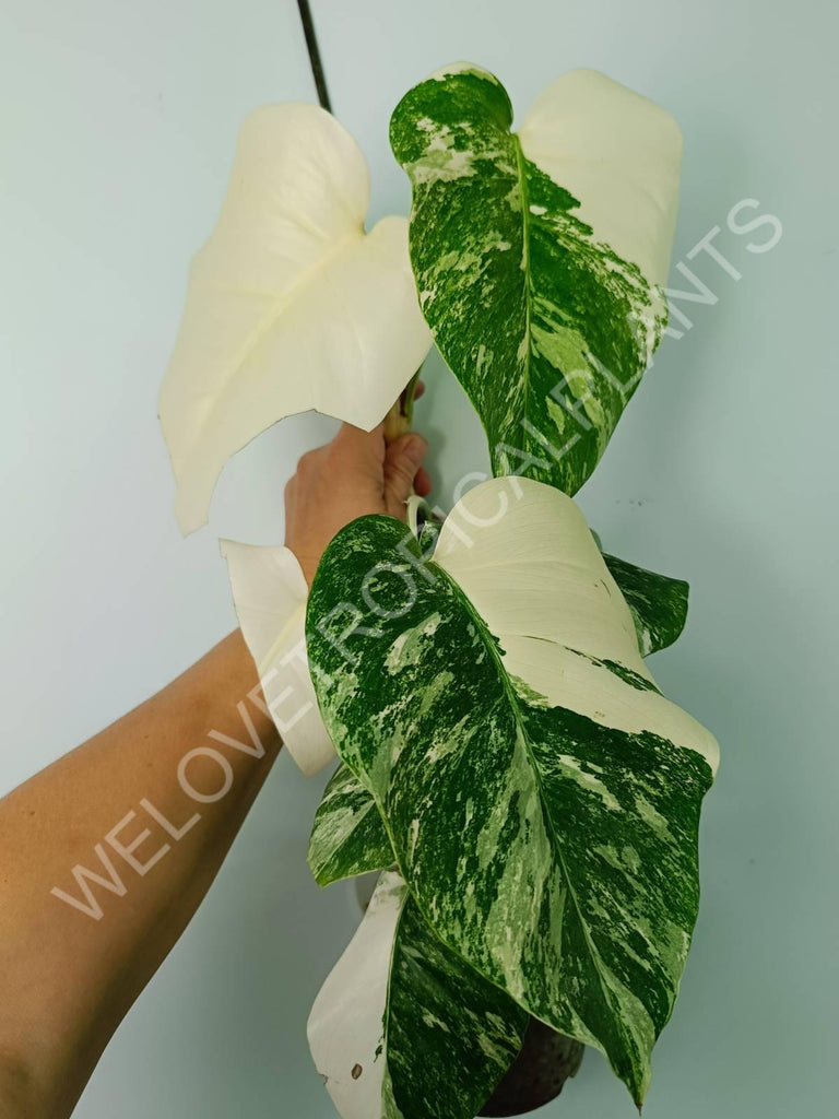 Monstera variegata albo extra white