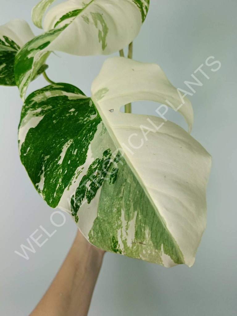 Monstera variegata albo extra white