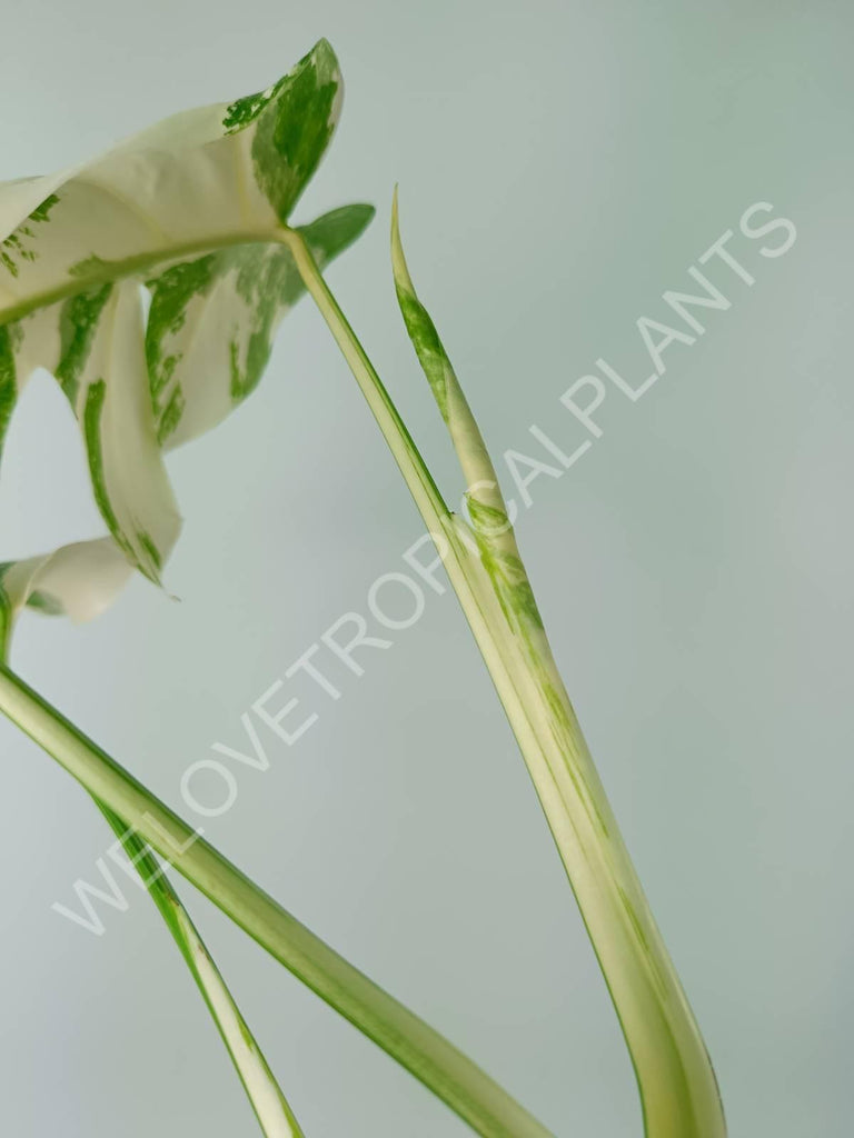 Monstera variegata albo extra white