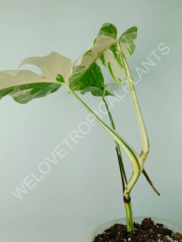 Monstera variegata albo extra white