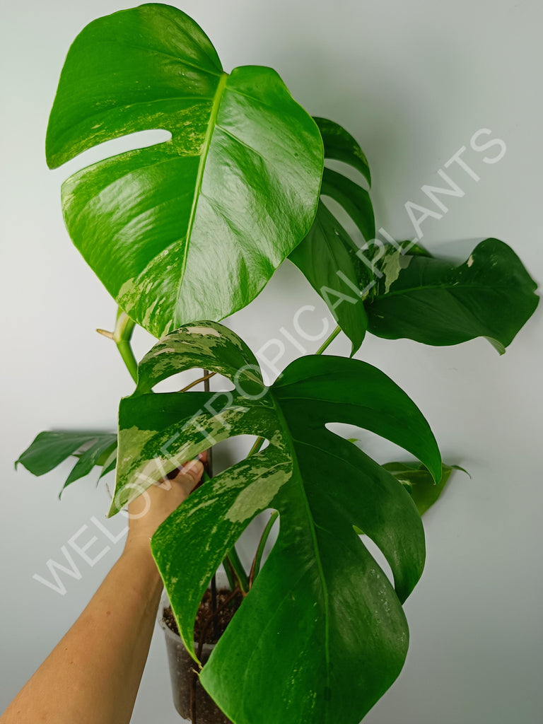 Monstera variegata albo