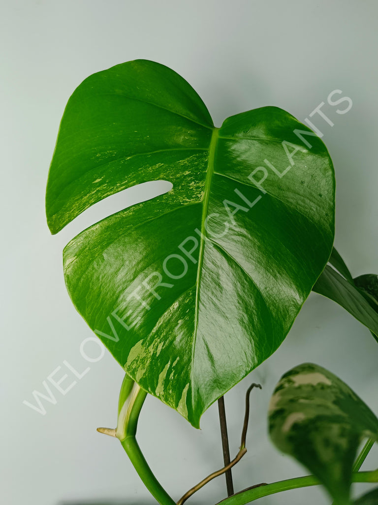 Monstera variegata albo