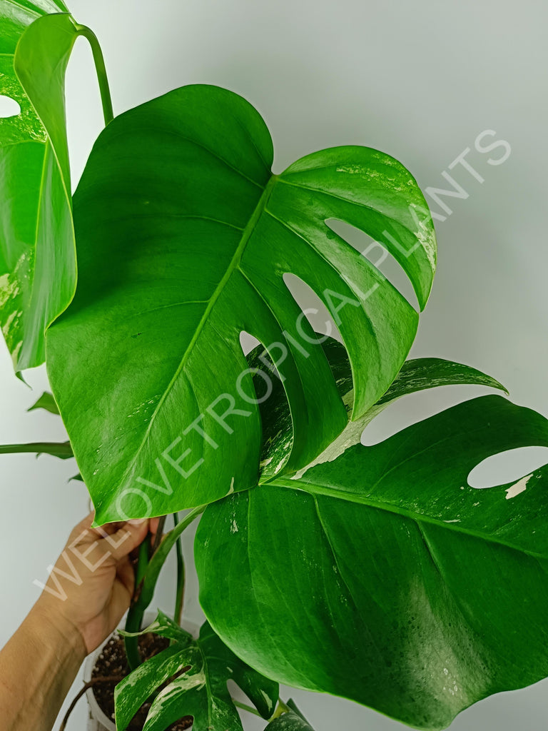 Monstera variegata albo