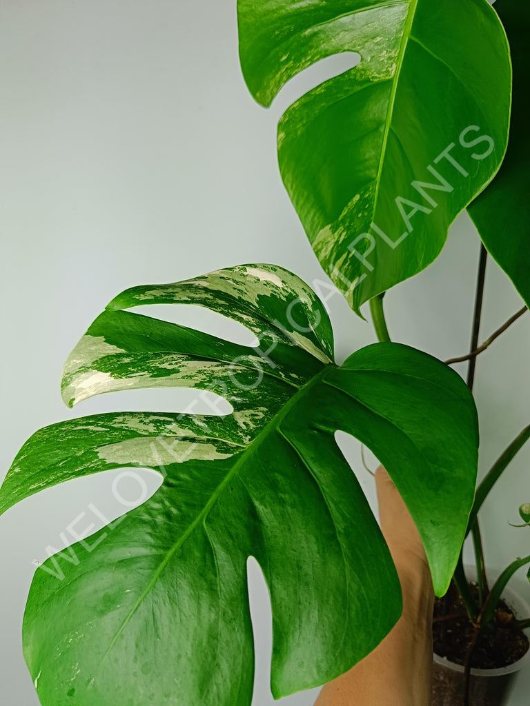 Monstera variegata albo