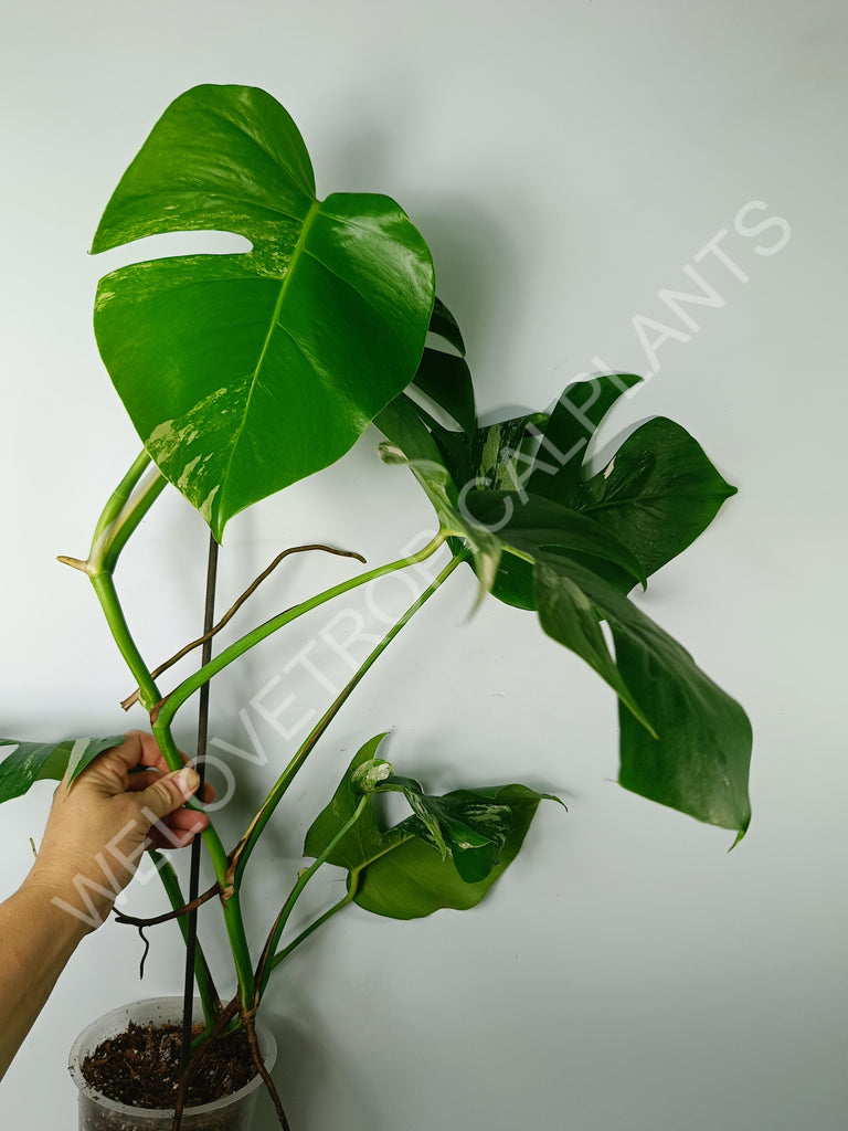 Monstera variegata albo