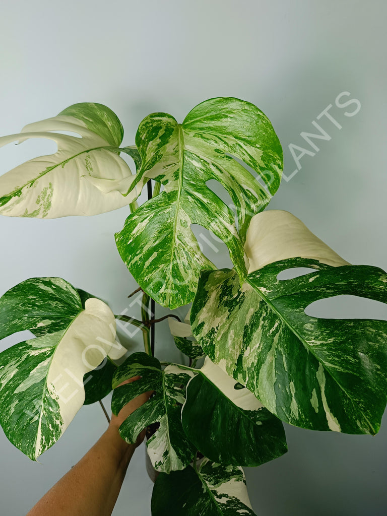 Monstera variegata albo