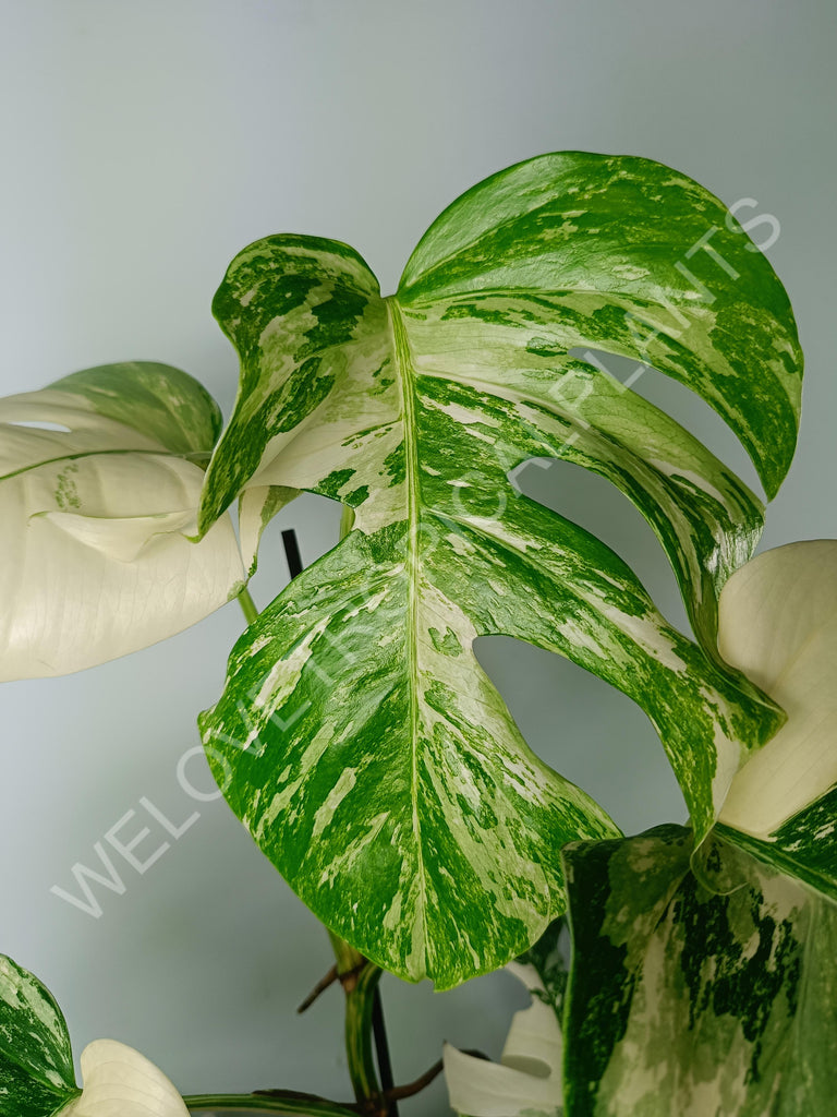 Monstera variegata albo