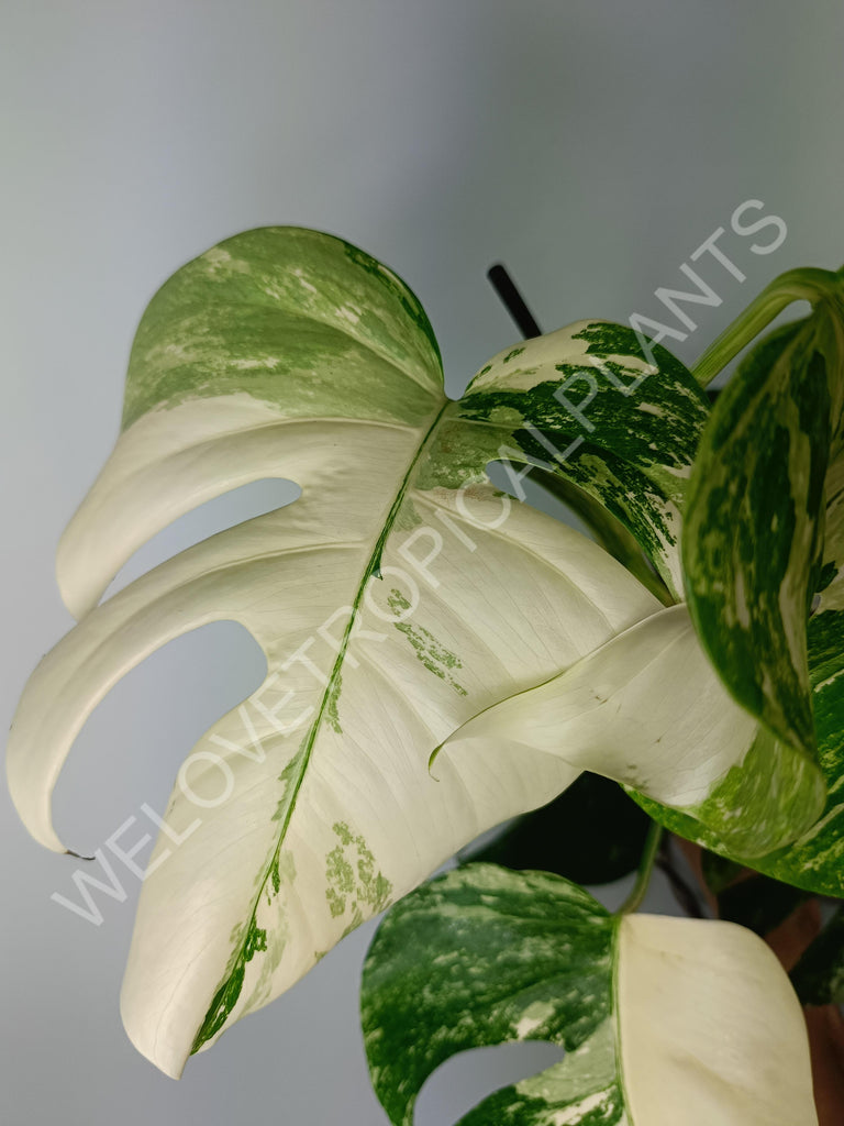 Monstera variegata albo