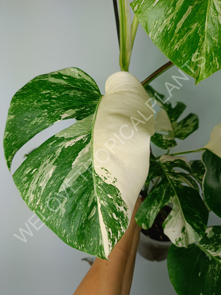 Monstera variegata albo