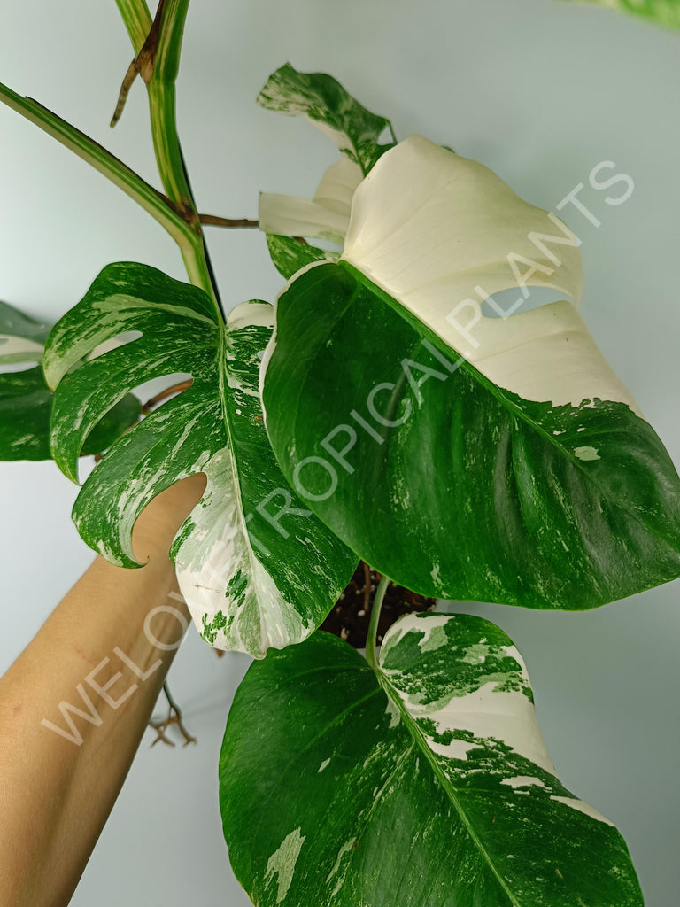 Monstera variegata albo