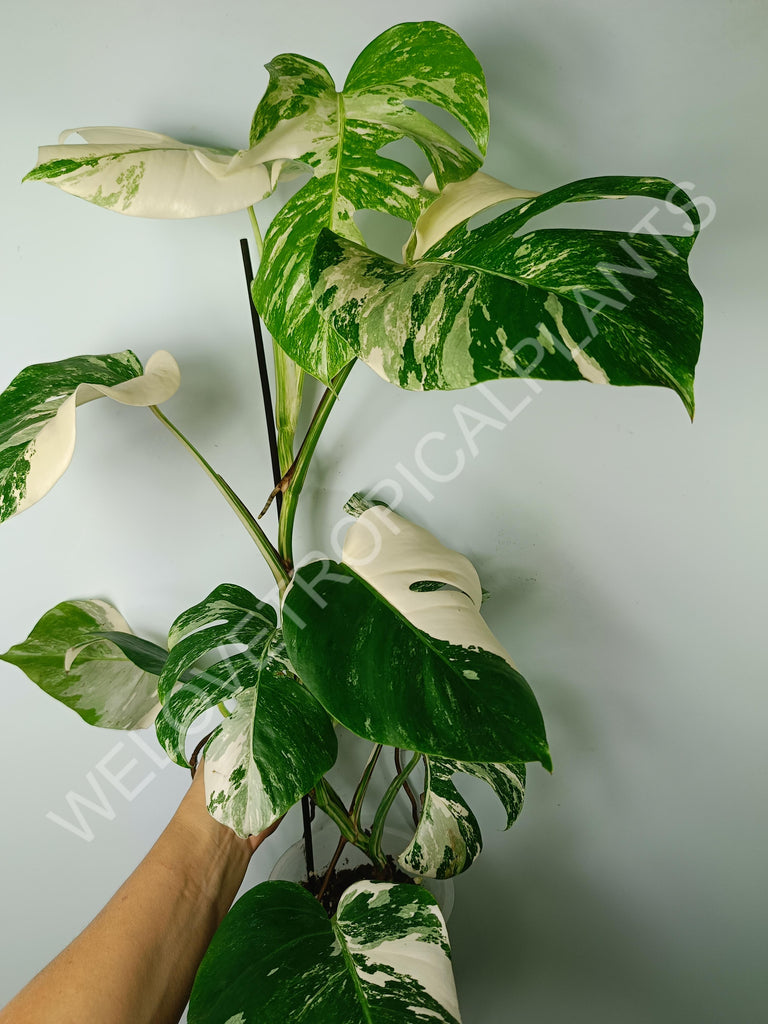 Monstera variegata albo