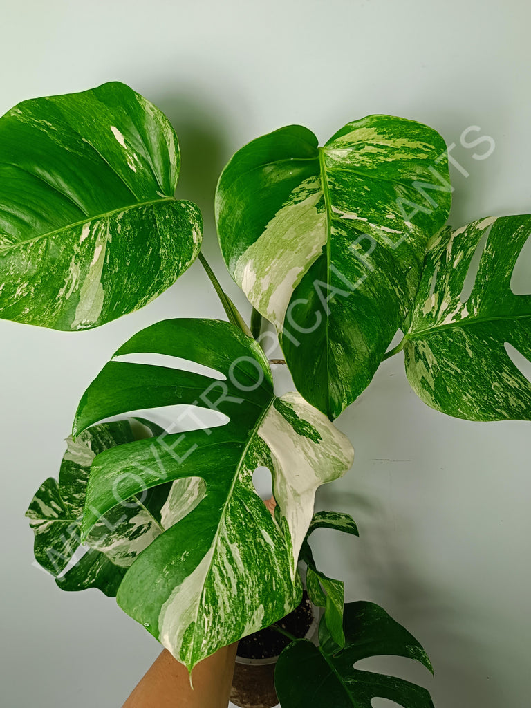 Monstera variegata albo