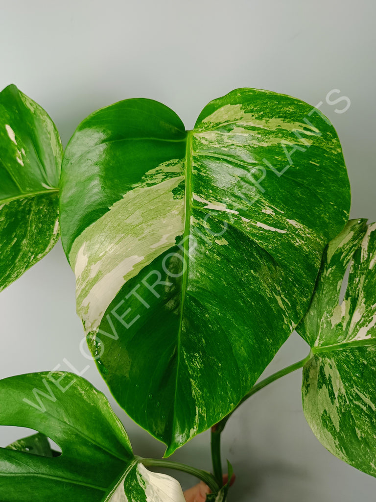 Monstera variegata albo