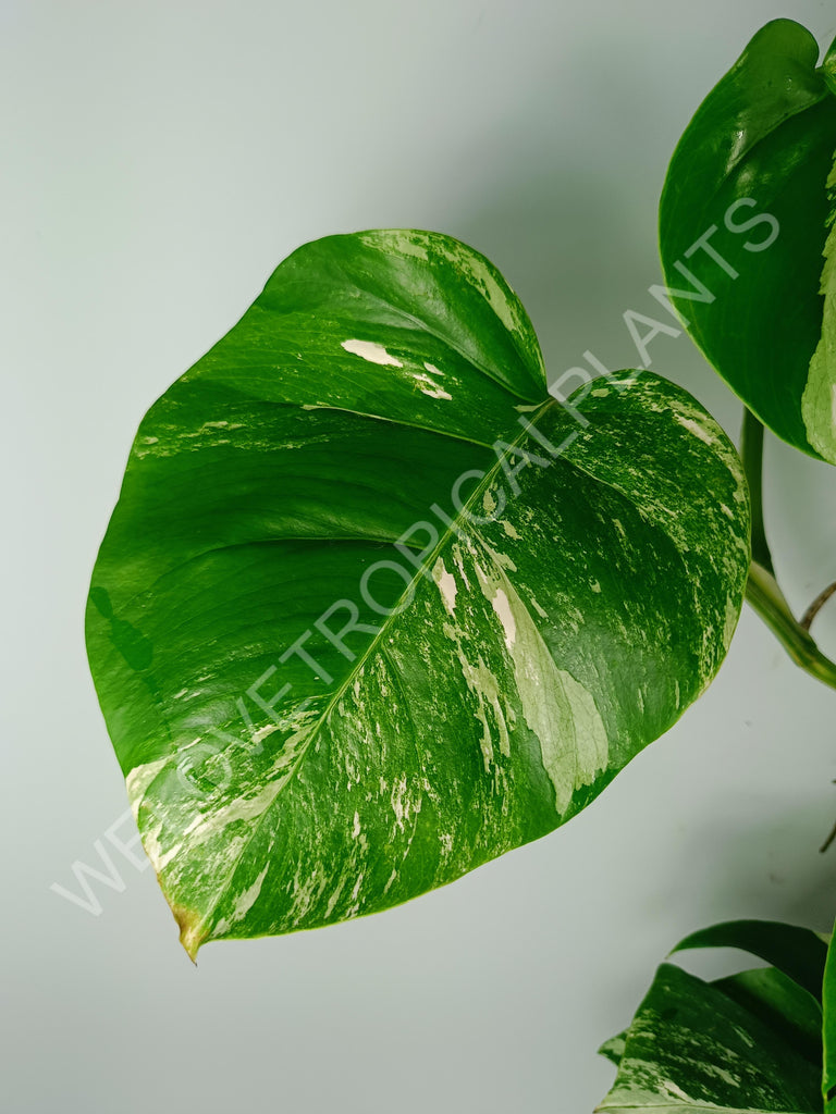 Monstera variegata albo