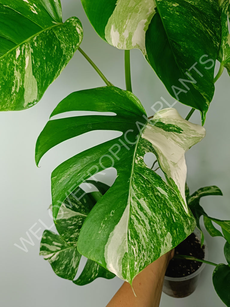 Monstera variegata albo