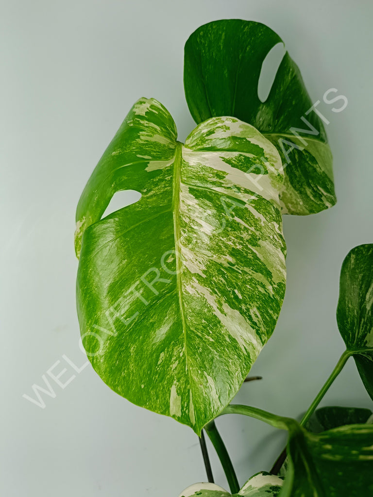 Monstera variegata albo