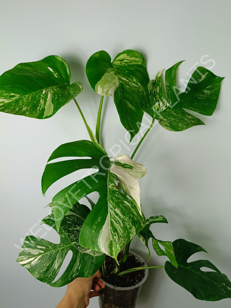 Monstera variegata albo