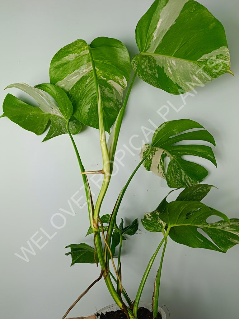 Monstera variegata albo