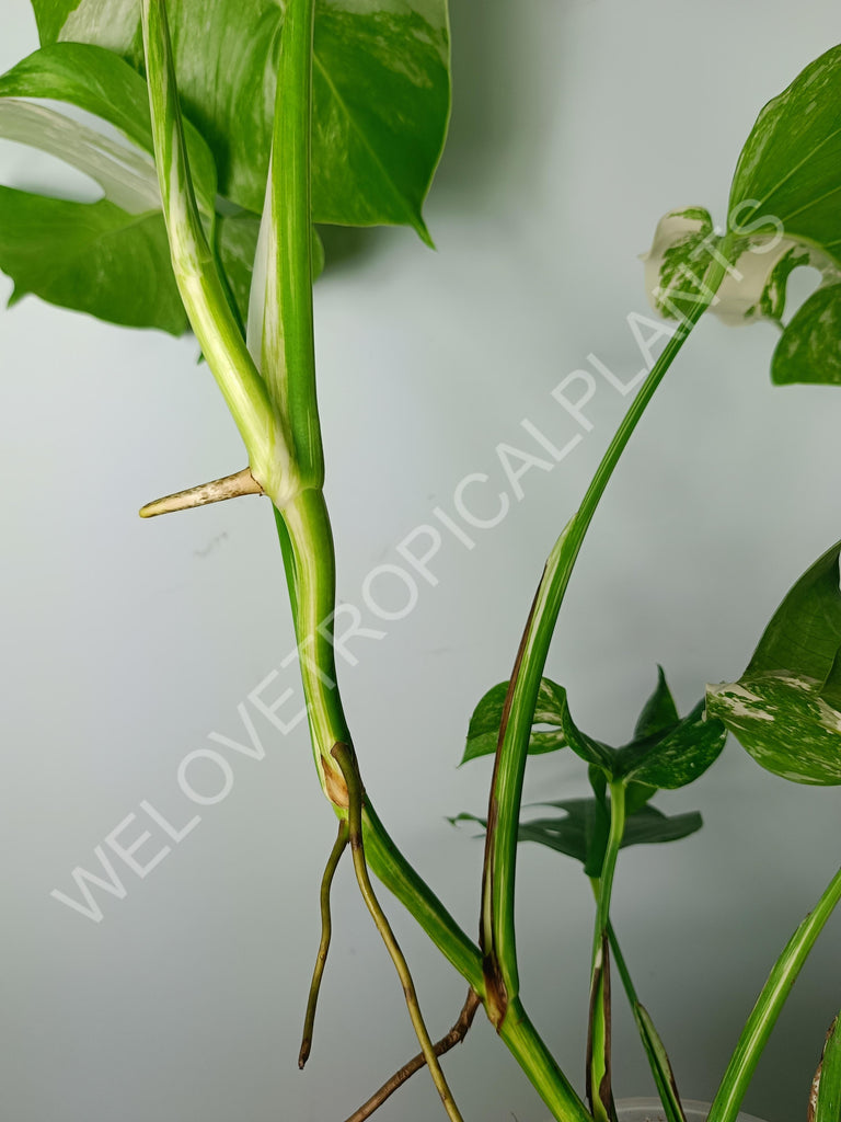 Monstera variegata albo