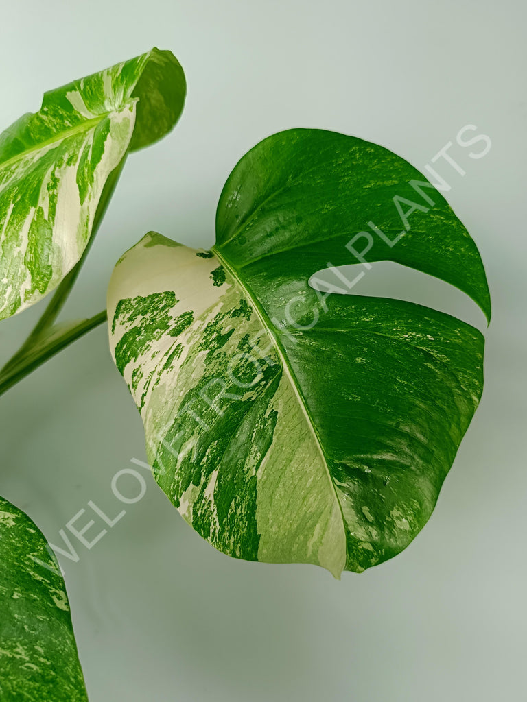 Monstera variegata albo