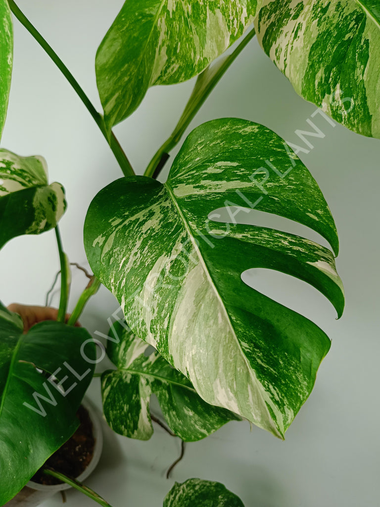 Monstera variegata albo