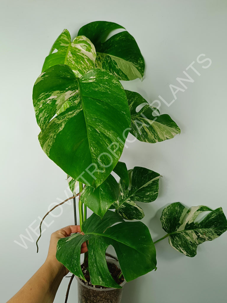 Monstera variegata albo