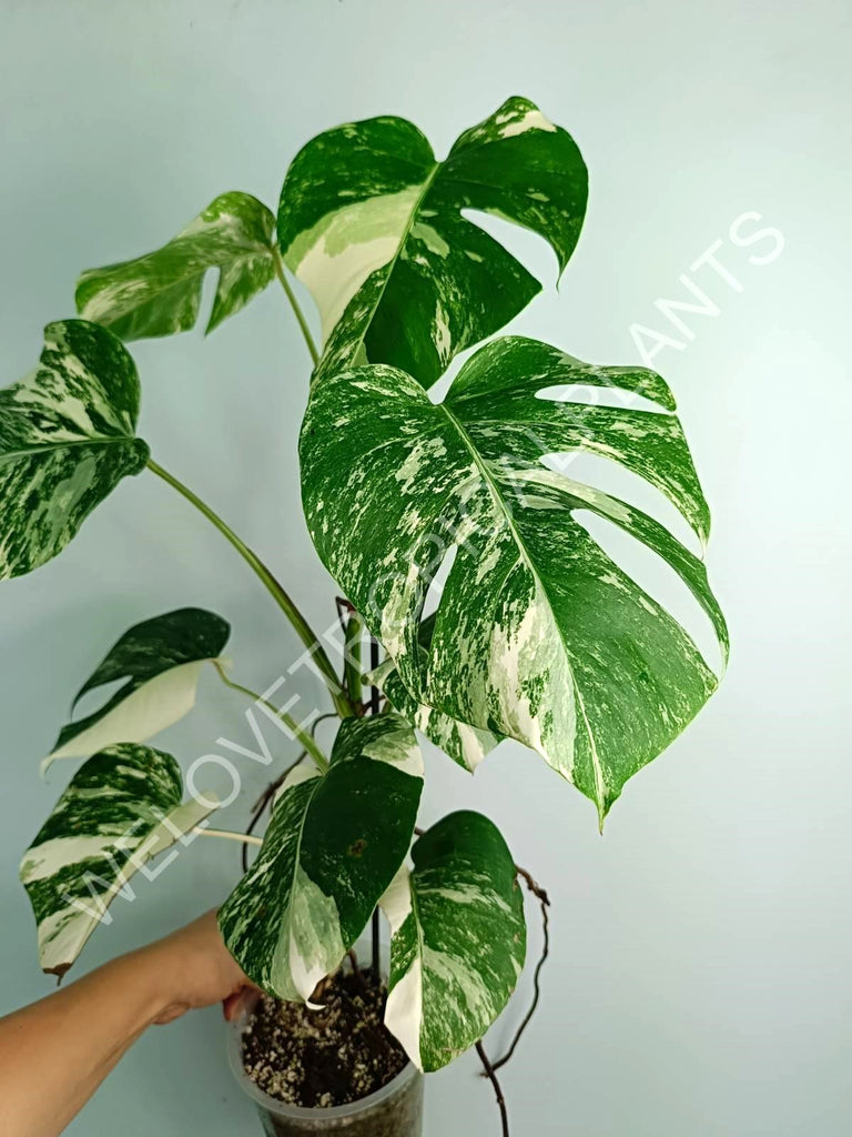 Monstera variegata albo