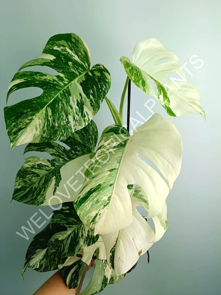 Monstera variegata albo